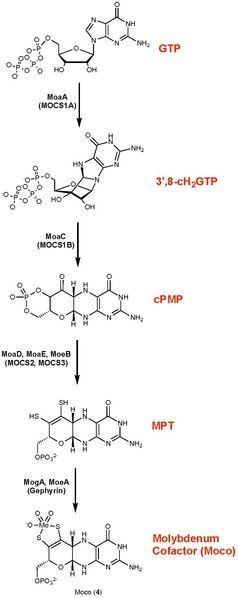 File:Moco Biosynthetic Pathway.pdf