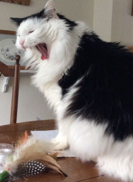 File:MyCatScreamingAtALeaf.png