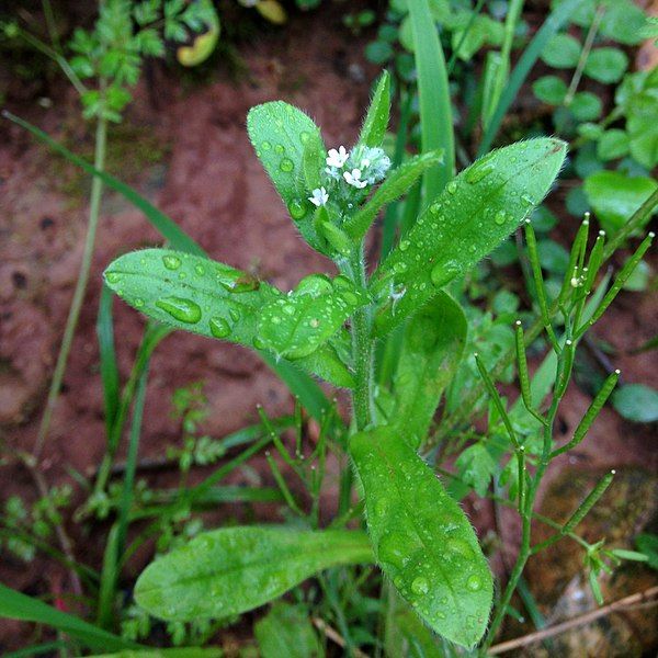 File:Myosotis macrosperma Kentucky.jpg