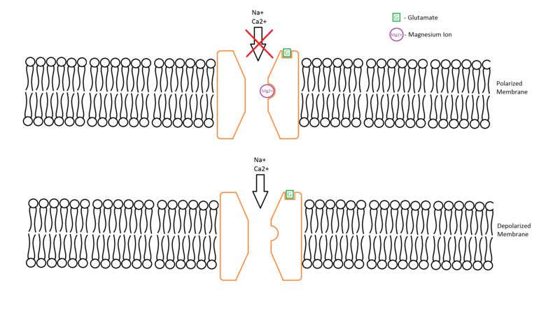 File:NMDA Receptor.png