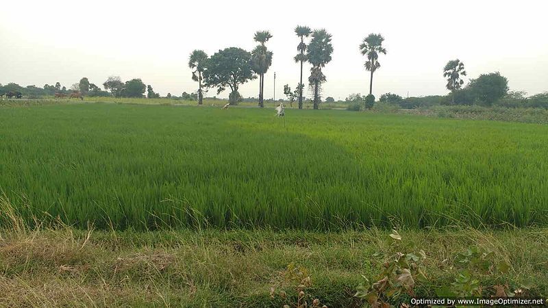 File:Nambukurichi paddy field.jpg