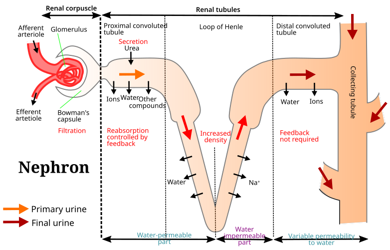 File:Nefron-EN.svg