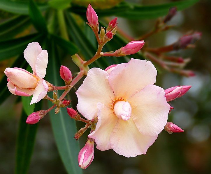 File:Nerium oleander peach.jpg