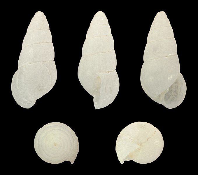 File:Odostomia acuta 02.jpg