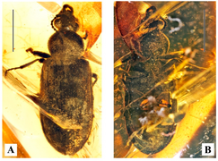 Holotype specimen of Omma janetae from the Mid-Cretaceous Burmese amber of Myanmar, dating to around 100 million years ago