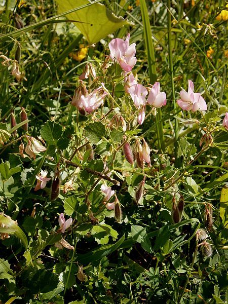 File:Ononis rotundifolia01.jpg