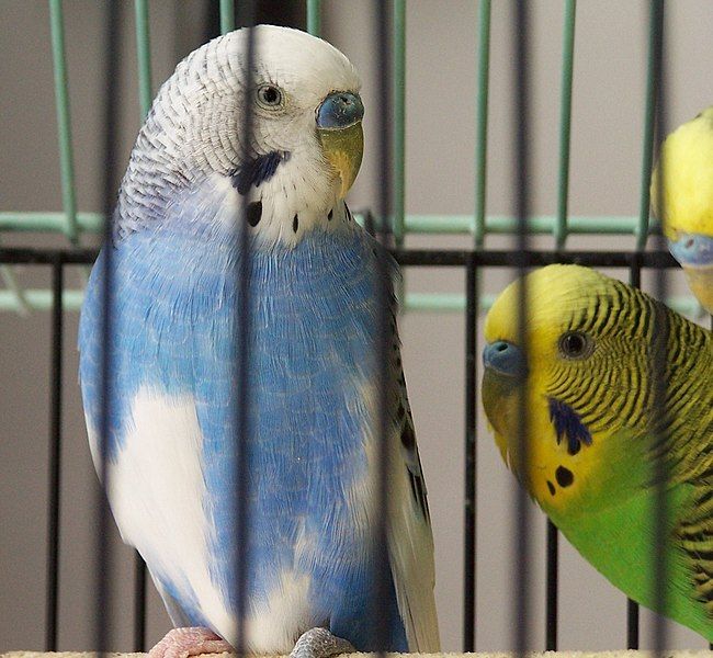 File:Parakeets.jpg