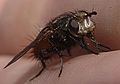 tachinid fly of the genus Peleteria, Cerro Grande, Bandelier