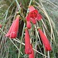 Flowers of Penstemon isophyllus