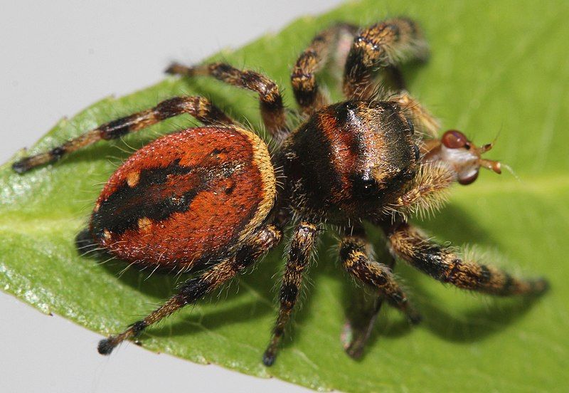 File:Phidippus clarus 8672.jpg