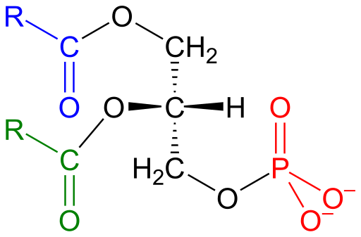 File:Phosphatidate2.svg