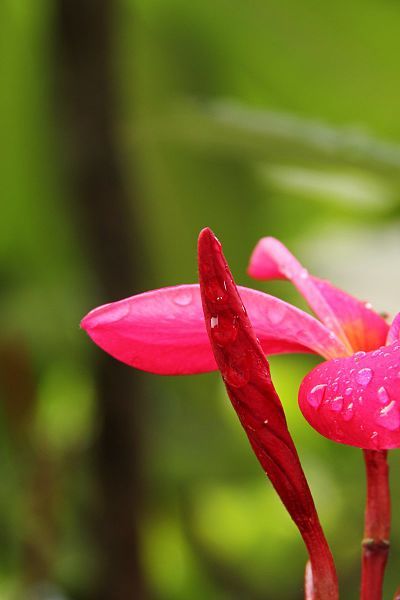 File:Plumeria rubra (83).jpg