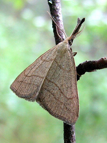 File:Polypogon tentacularius1.jpg