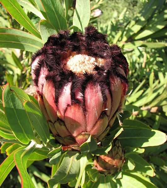 File:Protea neriifolia RBG.jpg