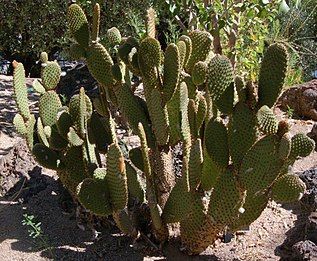 Opuntia rufida