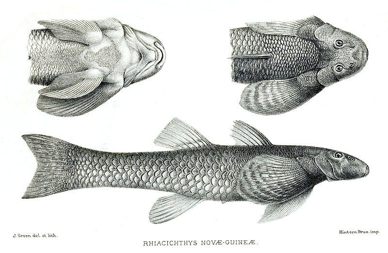 File:Rhiacichthys Green.jpg