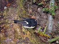 Miromiro (South Island tomtit)