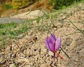 Saffron (Valais)