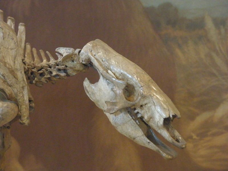 File:Scelidotherium cuvieri.JPG