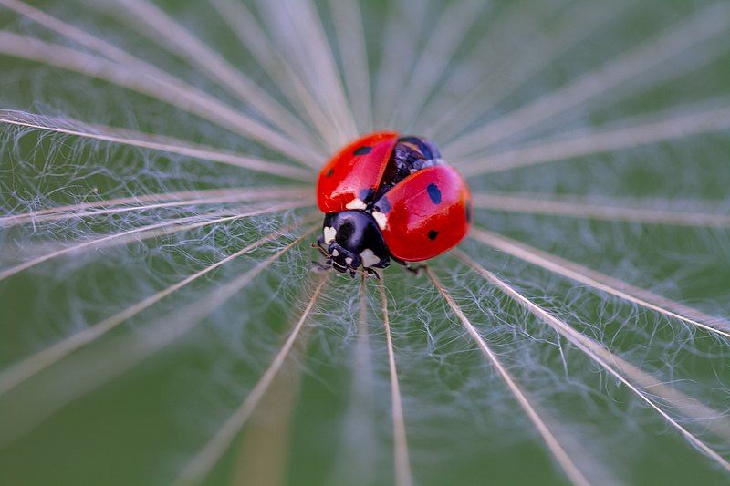 File:Seven spot ladybird.jpg