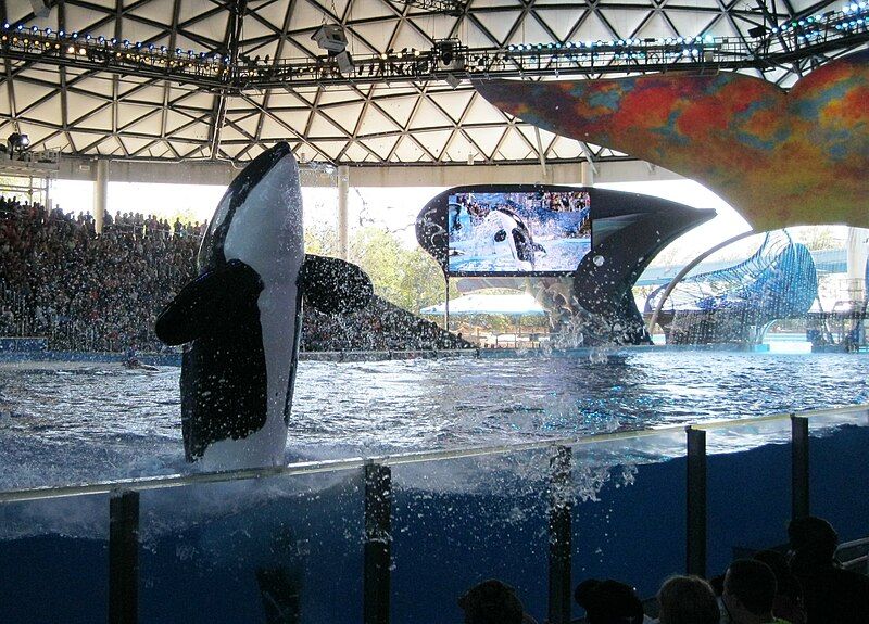 File:Shamu March 2013.jpg