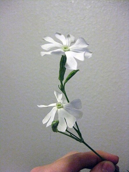 File:Silene capensis (flowering).jpg