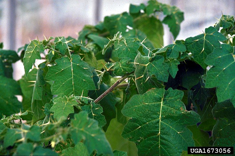 File:Solanum viarum 1673056.jpg