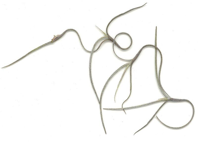 File:Spanishmoss1.jpg