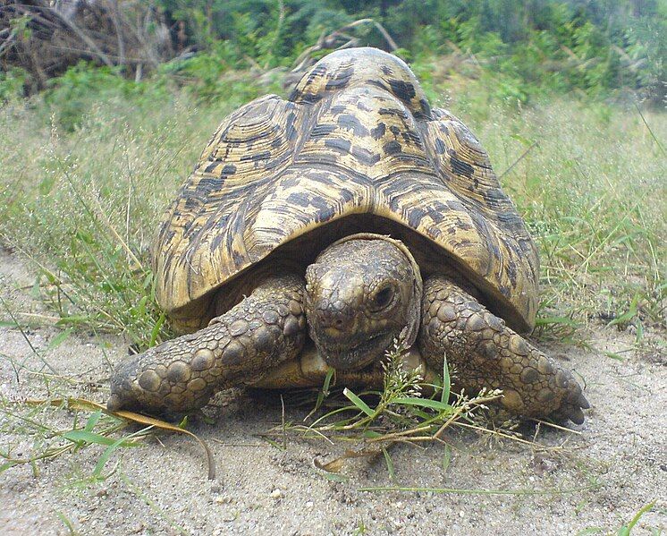 File:Tortoise closeup.jpg