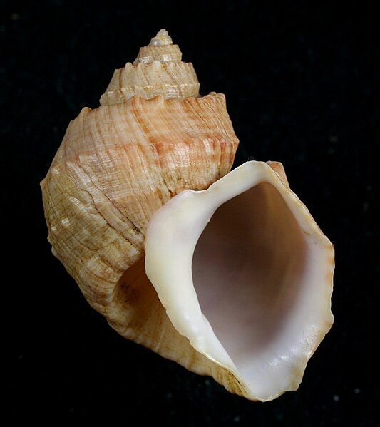 File:Trigonostoma bullatum.JPG