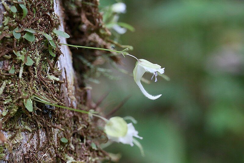 File:Utricularia jamesoniana.jpg