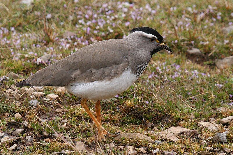 File:Vanellus melanocephalus.jpg