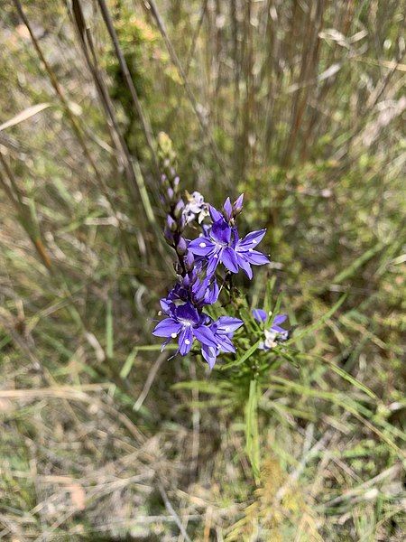 File:Veronica arenaria.jpg