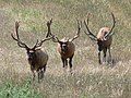 Elk