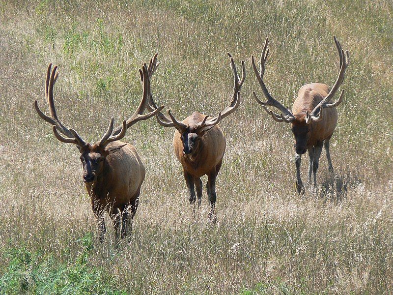 File:Wapiti.Nebraska.JPG