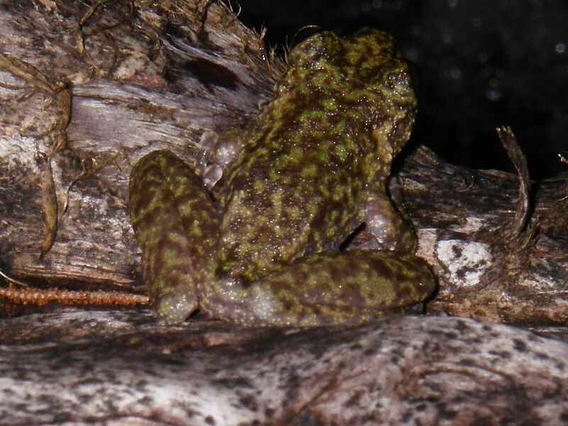 File:WaterfallFrog Litorianannotis.JPG