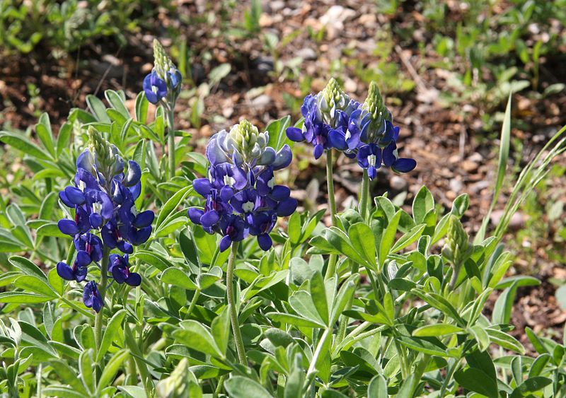 File:WildflowerCtr lupine close.jpg