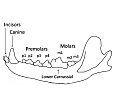 Image 53A wolf mandible diagram showing the names and positions of the teeth (from Dog anatomy)