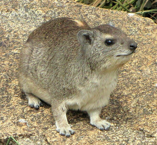 File:Yellow-spotted Rock Hyrax.jpg