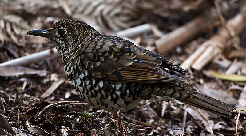 File:Zoothera lunulata -Tasmania-8.jpg