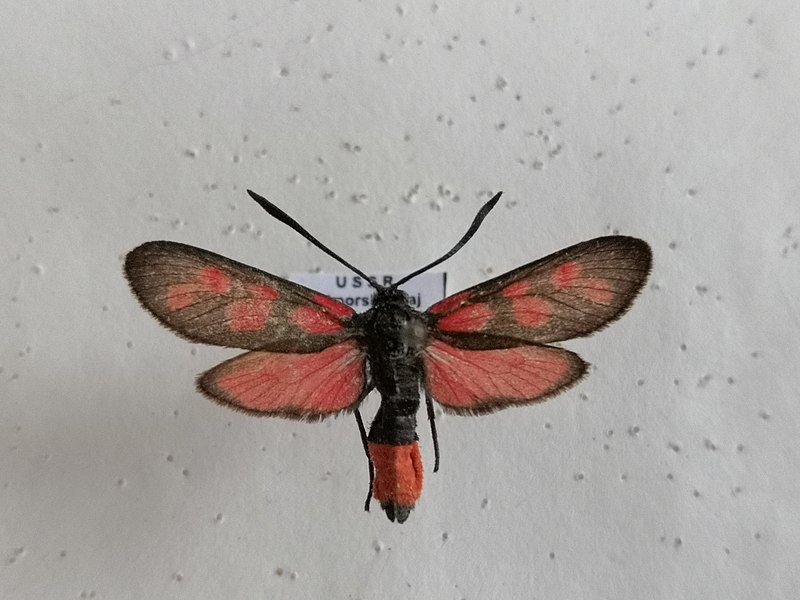 File:Zygaena niphona 99855536.jpg