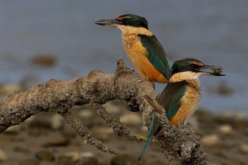 File:2 Kingfishers.jpg