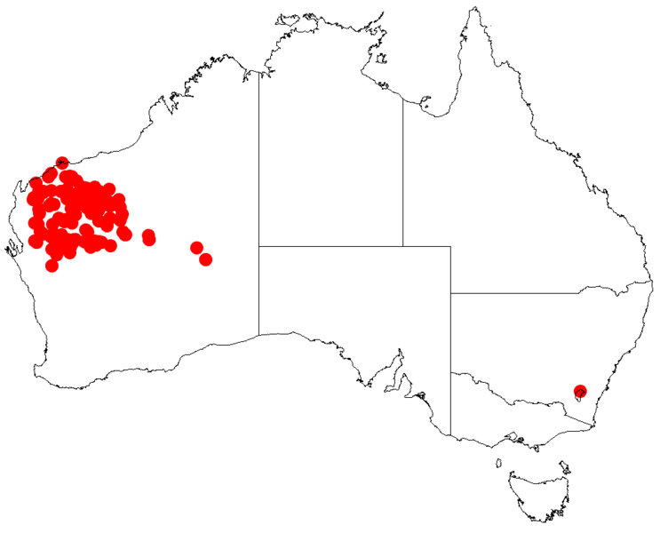 File:Acacia citrinoviridisDistMap191.png