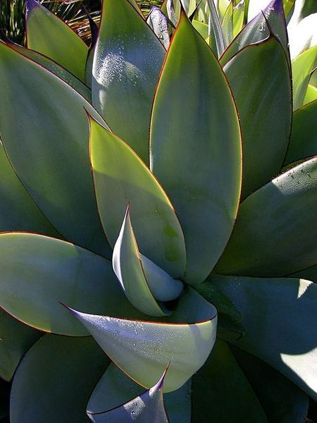 File:Agave mitis.jpg