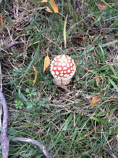 File:Amanita muscaria young.jpg