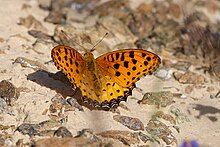 Argynnis hyperbius from Wadi Wurrayah, United Arab Emirates