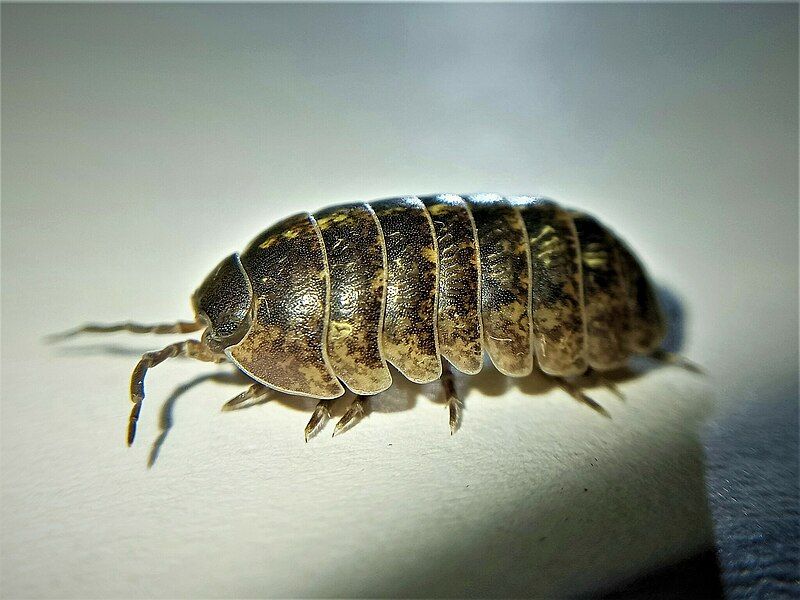 File:Armadillidium vulgare female.jpg