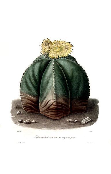 File:Astrophytum myriostigma Lem00.jpg