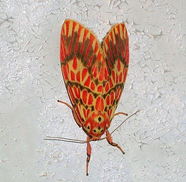 File:Barsine moth.jpg