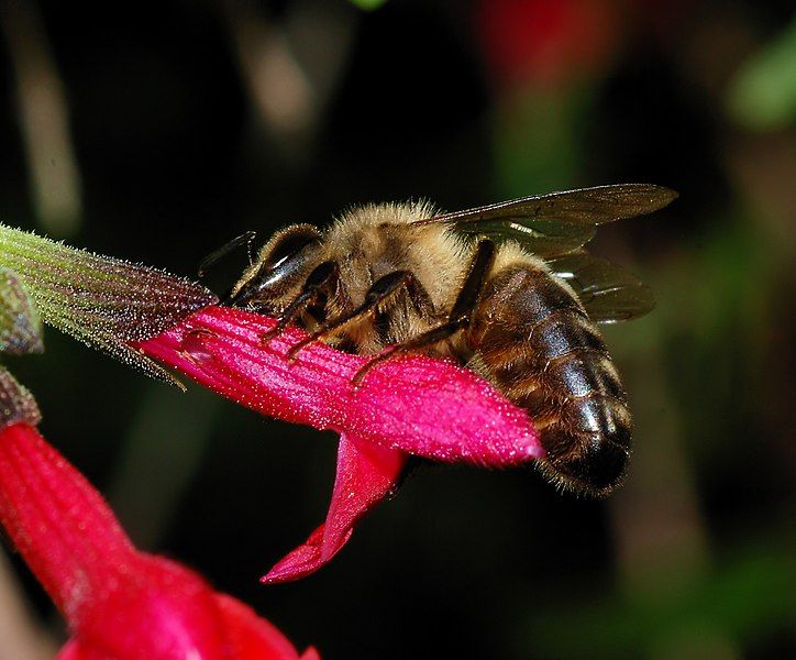 File:Bee October 2007-1.jpg